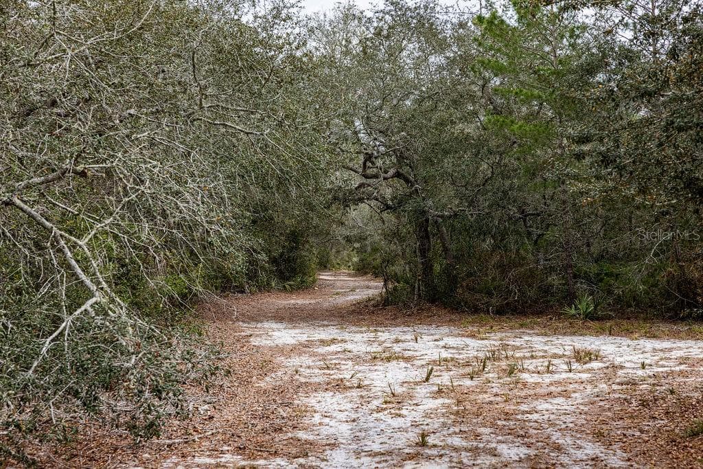 FOREST  02 ROAD - Photo 35